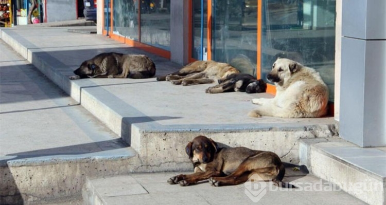 Sokak köpekleri neden saldırıyor, insanlar nerede hata yapıyor?
