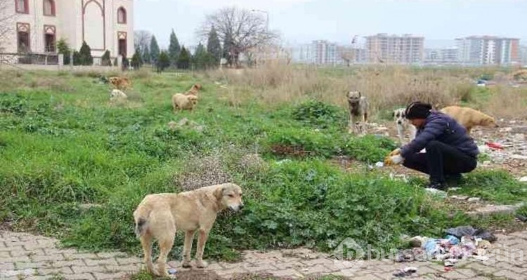 Sokak köpekleri neden saldırıyor, insanlar nerede hata yapıyor?
