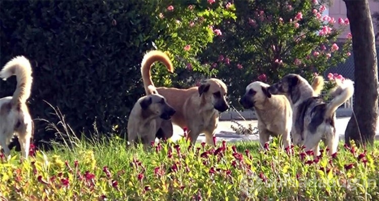 Sokak köpekleri neden saldırıyor, insanlar nerede hata yapıyor?
