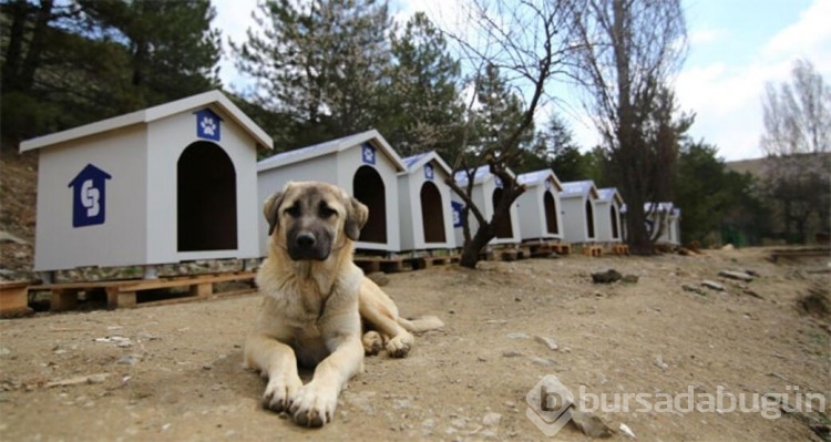 Sokak köpekleri neden saldırıyor, insanlar nerede hata yapıyor?
