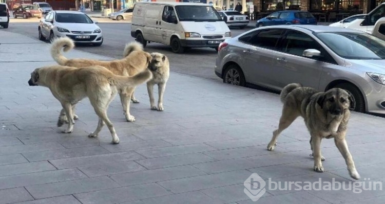 Sokak köpekleri neden saldırıyor, insanlar nerede hata yapıyor?
