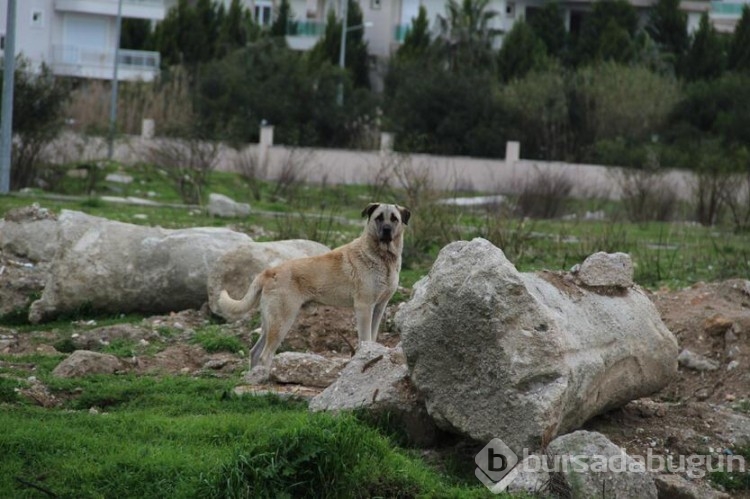 Sokak köpekleri neden saldırıyor, insanlar nerede hata yapıyor?
