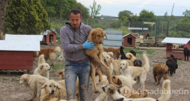 Sokak köpekleri neden saldırıyor, insanlar nerede hata yapıyor?
