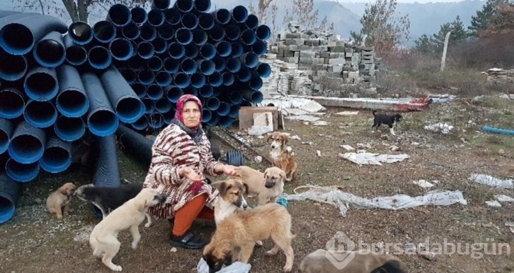 Sokak köpekleri neden saldırıyor, insanlar nerede hata yapıyor?
