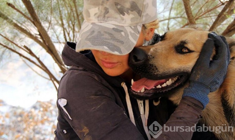 Sokak Köpekleri Neden Saldırıyor, Insanlar Nerede Hata Yapıyor? Foto ...