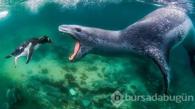 Hayvanların hayatlarından en doğal anlarını gözler önüne seren fotoğraflar