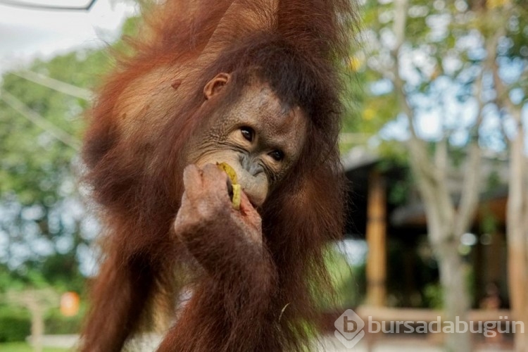 Orangutanlar havalı görünmek için yeni sözcükler geliştiriyor