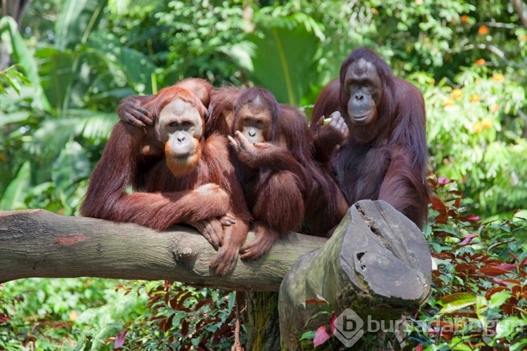 Orangutanlar havalı görünmek için yeni sözcükler geliştiriyor