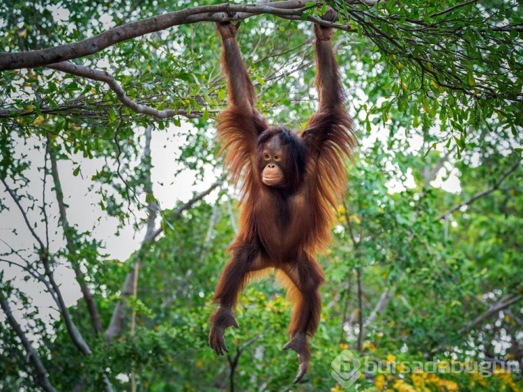 Orangutanlar havalı görünmek için yeni sözcükler geliştiriyor
