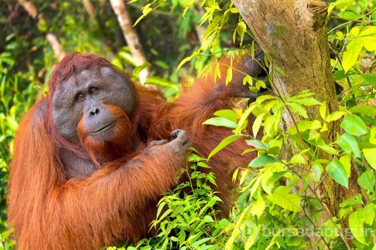 Orangutanlar havalı görünmek için yeni sözcükler geliştiriyor