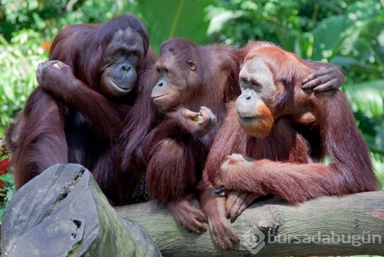Orangutanlar havalı görünmek için yeni sözcükler geliştiriyor