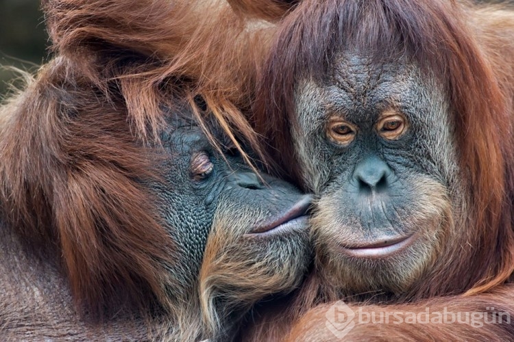 Orangutanlar havalı görünmek için yeni sözcükler geliştiriyor