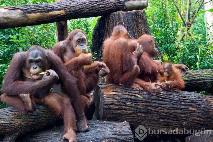 Orangutanlar havalı görünmek için yeni sözcükler geliştiriyor