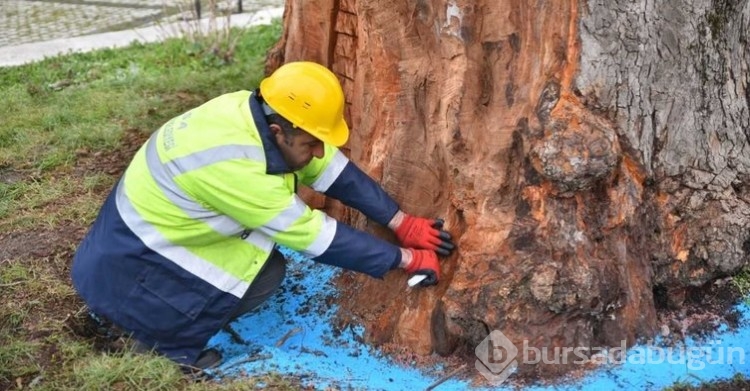 Bursa'nın çınarları koruma altına alındı...