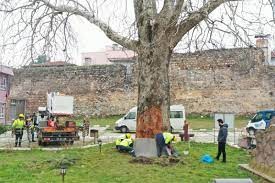 Bursa'nın çınarları koruma altına alındı...