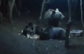 Uludağ'da ayı paniği