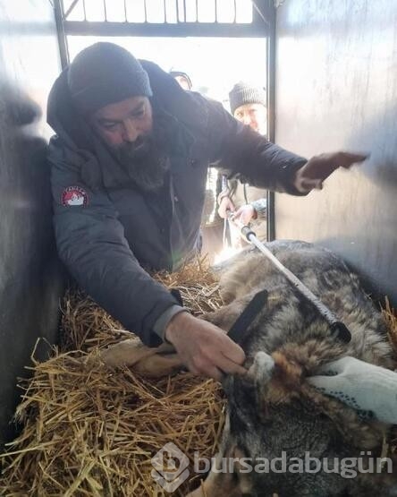 Ukrayna'dan bir aslanı ve kurdu minibüsüyle çıkardı...
