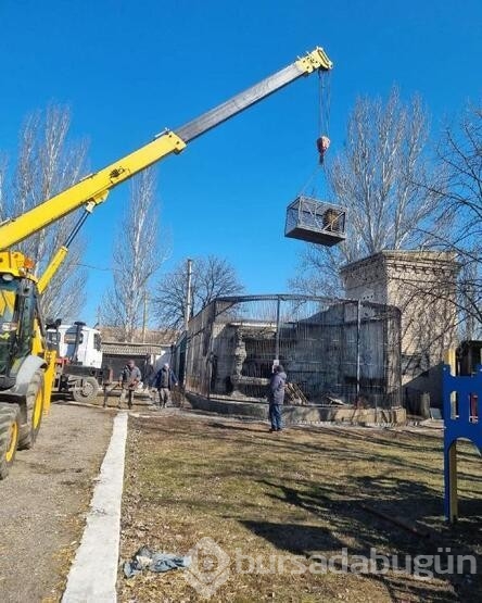 Ukrayna'dan bir aslanı ve kurdu minibüsüyle çıkardı...