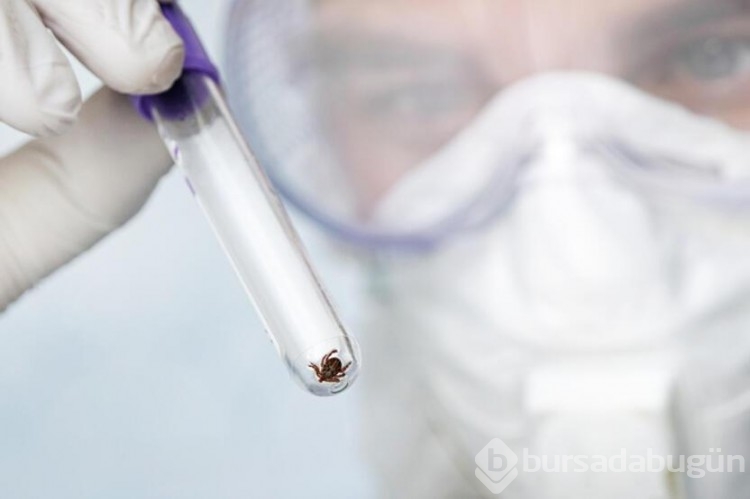 İngiltere'de Ebola benzeri ölümcül virüse rastlandı!