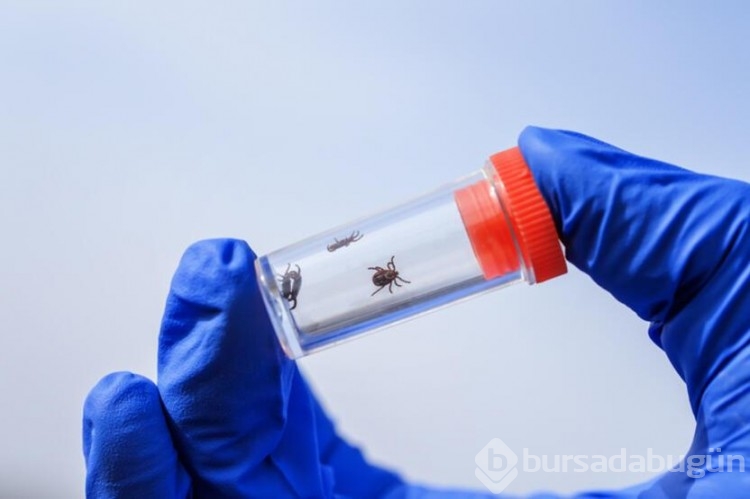 İngiltere'de Ebola benzeri ölümcül virüse rastlandı!