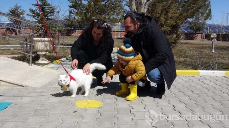Yılın en güzel Van kedisi seçildi! ''Mia'yı'' görenler hayran kalıyor
