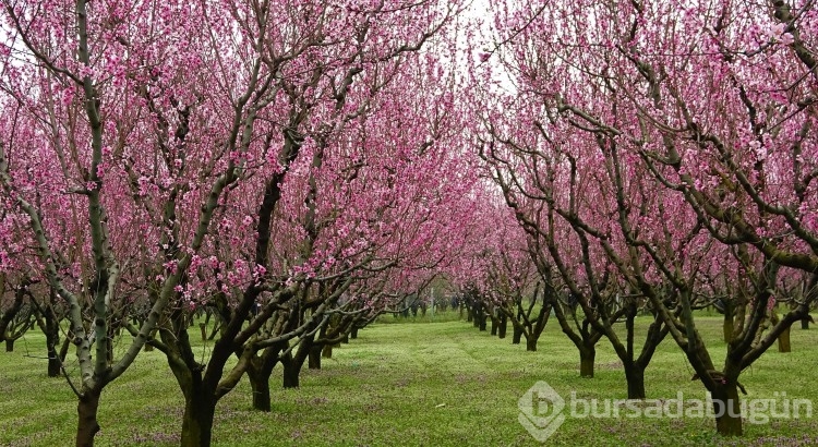 Bursa'da fotoğraf stüdyosu gibi meyve bahçeleri