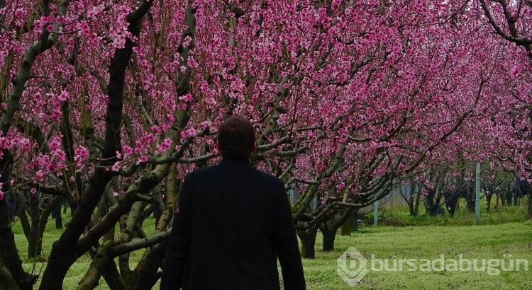 Bursa'da fotoğraf stüdyosu gibi meyve bahçeleri