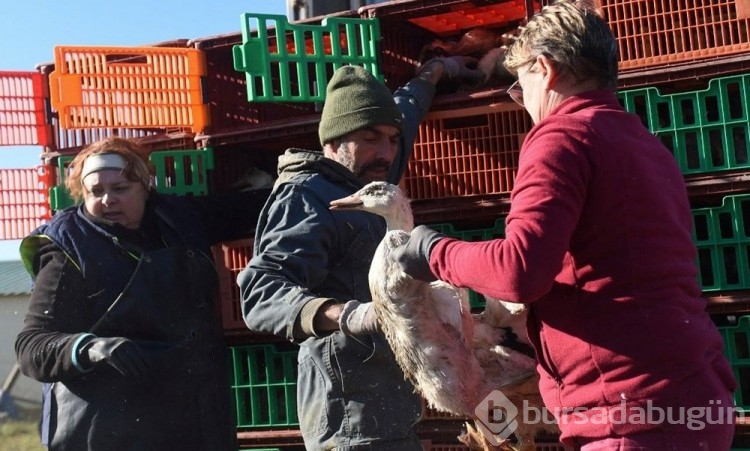 Fransa'da tarihinin en şiddetli kuş gribi salgını: 13 milyondan fazla hayvan öldürüldü