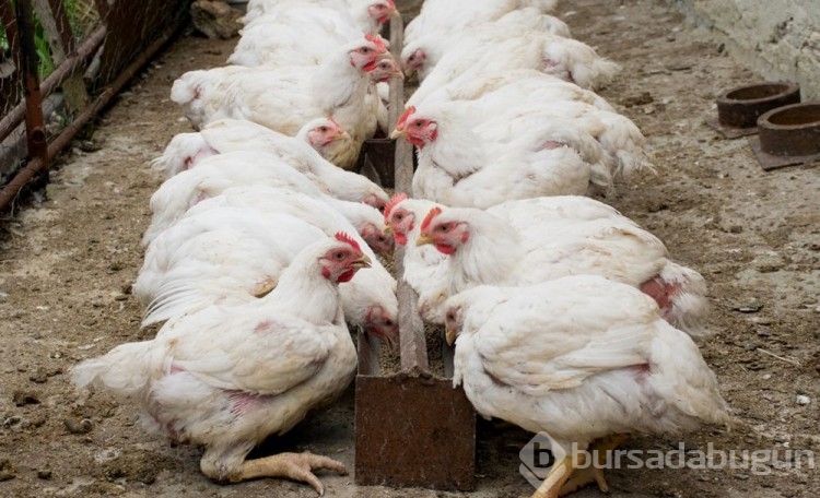Fransa'da tarihinin en şiddetli kuş gribi salgını: 13 milyondan fazla hayvan öldürüldü