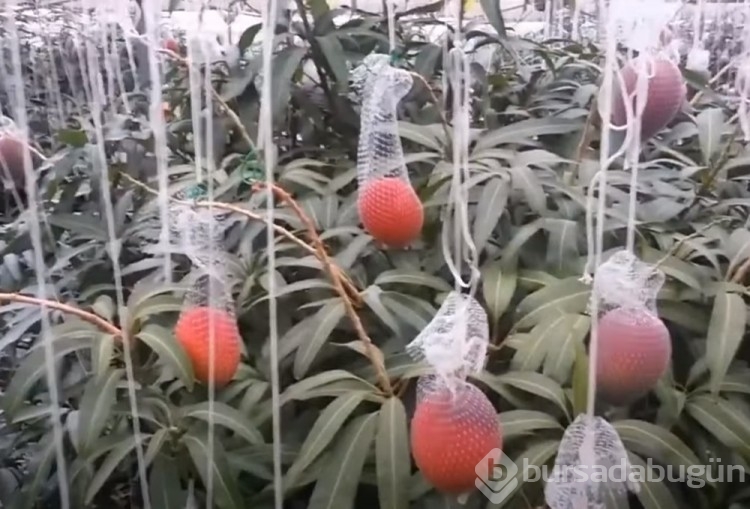 Japonya'da iki mango 58 bin 300 lira...