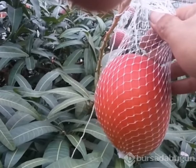 Japonya'da iki mango 58 bin 300 lira...