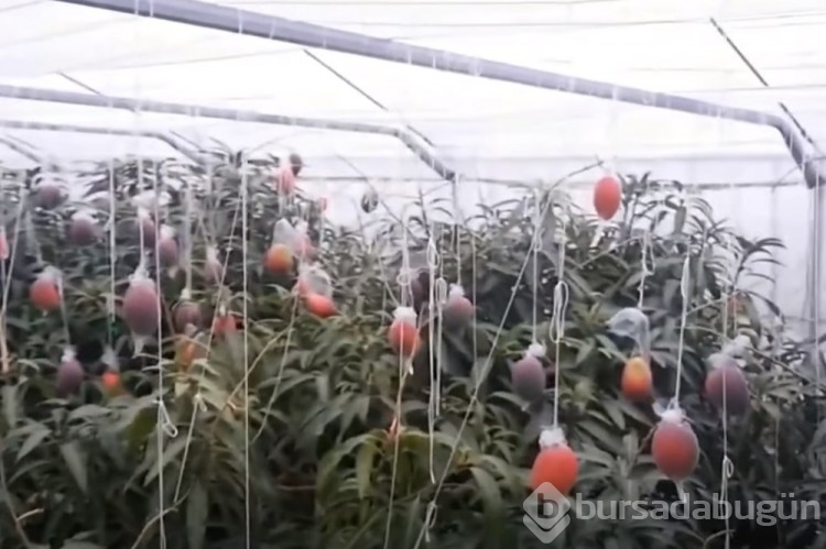Japonya'da iki mango 58 bin 300 lira...