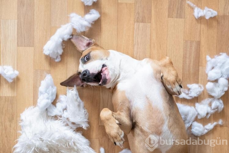 Köpekler bunları neden yapar? 