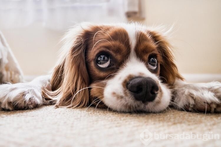 Köpekler bunları neden yapar? 