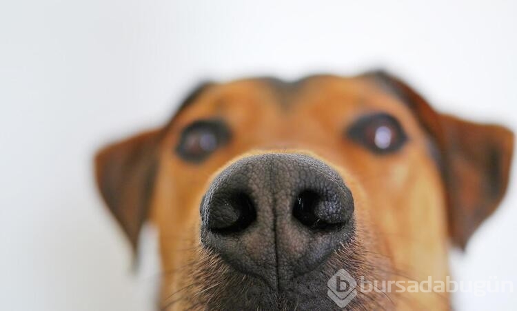 Köpekler bunları neden yapar? 