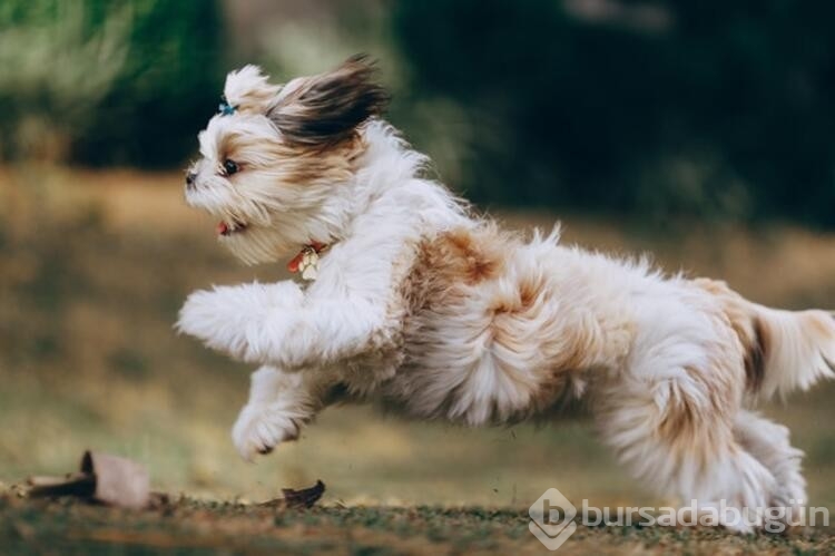 Köpekler bunları neden yapar? 