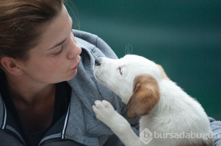 Köpekler bunları neden yapar? 