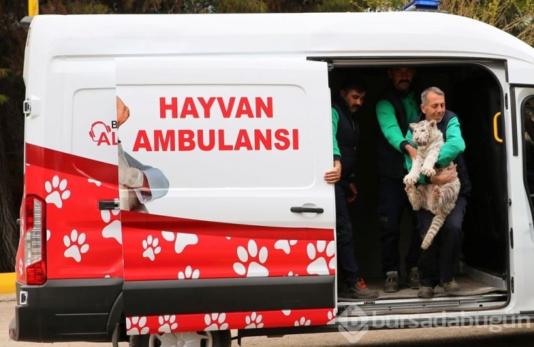 10 binde bir doğan ''beyaz kaplan'' yeni yuvasında