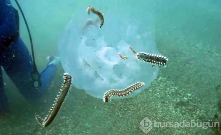Çıyanlar, denizanası popülasyonunu azalttı
