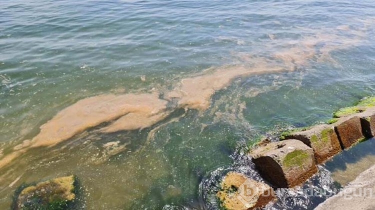  Marmara'da müsilaj açıklaması!