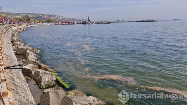  Marmara'da müsilaj açıklaması!