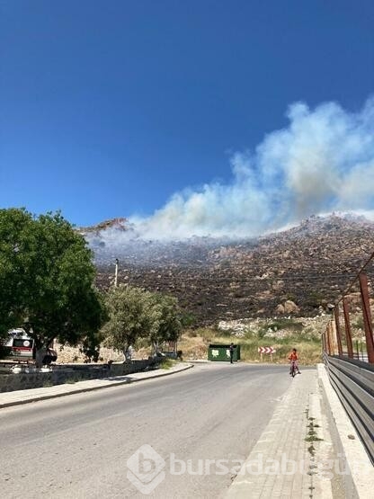 Bodrum'da yangında 1,5 hektar alan tahrip oldu
