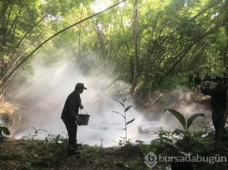 Tayland ormanlarında 5 fil ölü olarak bulundu