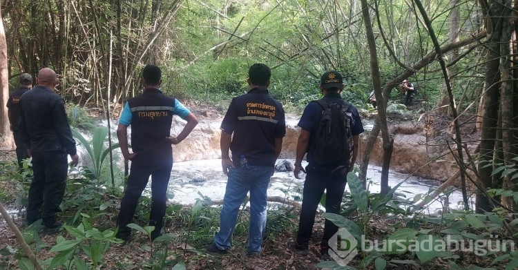 Tayland ormanlarında 5 fil ölü olarak bulundu