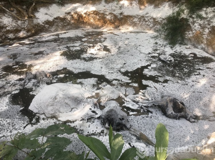 Tayland ormanlarında 5 fil ölü olarak bulundu