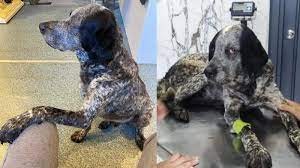 Köpeğin canına kıyan şahıs cezasız kalmadı...