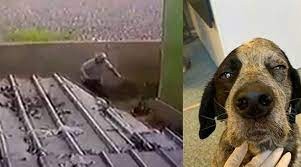 Köpeğin canına kıyan şahıs cezasız kalmadı...