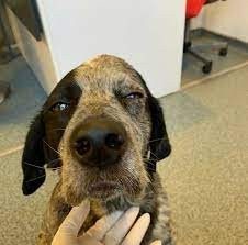 Köpeğin canına kıyan şahıs cezasız kalmadı...