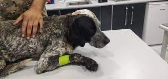 Köpeğin canına kıyan şahıs cezasız kalmadı...