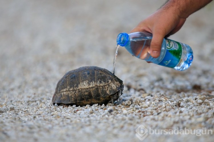 Marmaris'te orman yangını